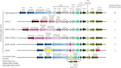 The Tetracycline Resistance Gene, tet(W) in Bifidobacterium animalis subsp. lactis Follows Phylogeny and Differs From tet(W) in Other Species